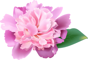 Peonies Clipart Realistic - Clip Art Pink Peonies, HD Png Download PNG image with transparent background