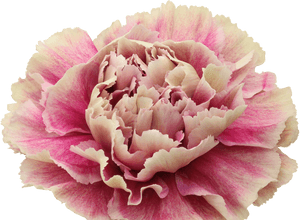 Carnation, HD Png Download PNG image with transparent background