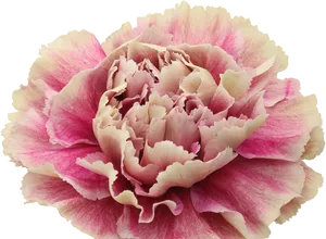 Pink Carnation Flower Isolated.png PNG Image