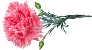 Pink Carnations Png, Transparent Png PNG image with transparent background