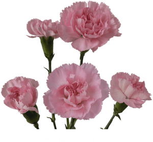 Colibri Flowers Minicarnation Ornella, Grower Of Carnations, - Carnation, HD Png Download PNG image with transparent background