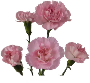 Pink Carnation Ornella Flowers PNG Image