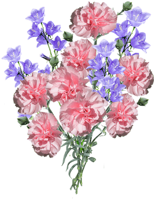 Carnations, Flowers, Blue - Blue And Pink Carnations, HD Png Download PNG image with transparent background