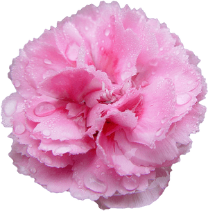 Pink Carnation Transparent Background, HD Png Download PNG image with transparent background