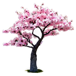 Pink Cherry Tree Png 06212024 PNG Image