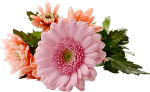 Chrysanthemum Png , Png Download, Transparent Png PNG image with transparent background
