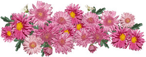 Flowers, Chrysanthemum, Pink, Arrangement, Garden - Chrysanthemum Flower Arrangement, HD Png Download PNG image with transparent background