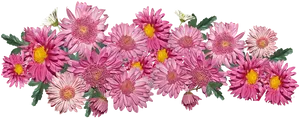 Pink Chrysanthemums Floral Display PNG Image