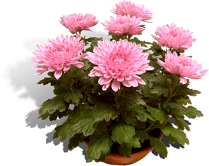 Potchrysant Deco 23cm Schaal Productfoto Shadow - Хризантема Розовая В Горшке, HD Png Download PNG image with transparent background