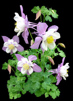 Pink_ Columbine_ Flowers_ Against_ Black_ Background PNG image with transparent background