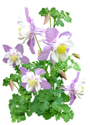 Pink_ Columbine_ Flowers_ Against_ Black_ Background PNG Image