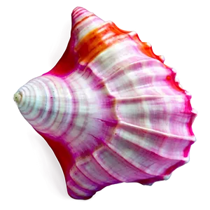 Pink Conch Shell Illustration Png 81 PNG Image