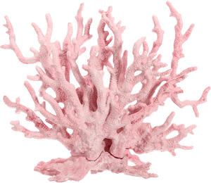 Dont Claim As Yours - Pink Coral Reef Png, Transparent Png PNG with transparent background