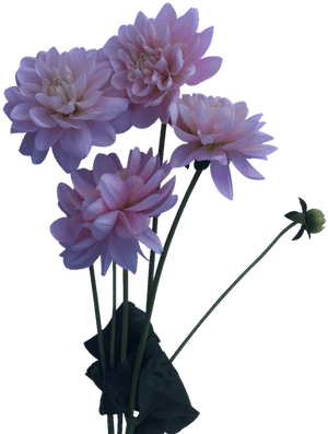 Blush Dahlia, HD Png Download PNG image with transparent background