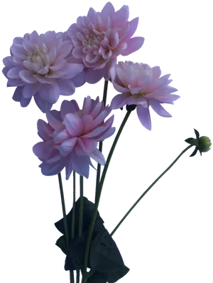 Pink Dahlia Bouquet Floral Display PNG Image