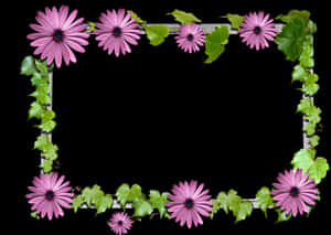 Pink Daisy Flower Frameon Black Background PNG image with transparent background