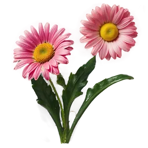 Pink Daisy Flowers Png 86 PNG Image