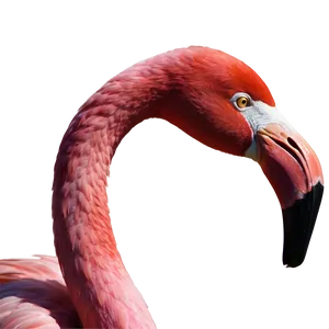 Pink Flamingo Icon Png Slr91 PNG Image