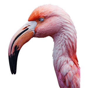 Pink Flamingo Sticker PNG 05252024 PNG