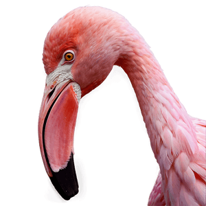 Pink Flamingo Sticker PNG 73 PNG