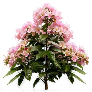 Pink Flower Bush Png Lqd PNG Image