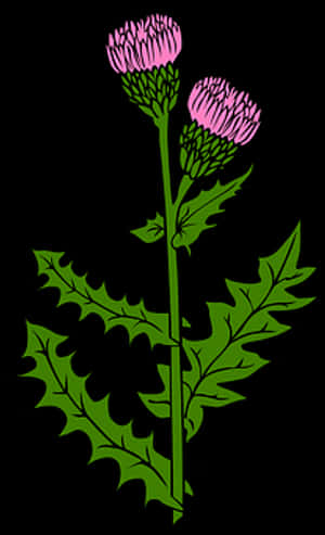 Pink Flowered Plant Illustration PNG image with transparent background