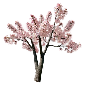 Pink Flowering Tree Png Axu52 PNG Image