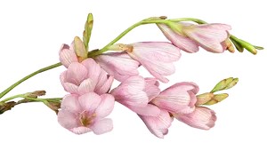 Pink Freesia Flowers Transparent Background PNG Image