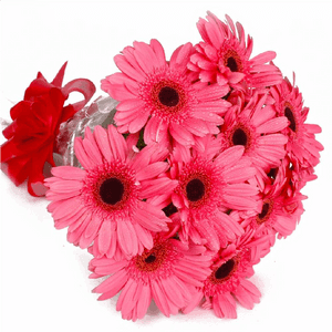 Pink Gerbera Hd, HD Png Download PNG image with transparent background