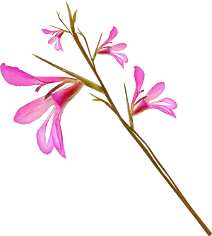 Gladiolus Drawing Stem - Flower, HD Png Download PNG image with transparent background