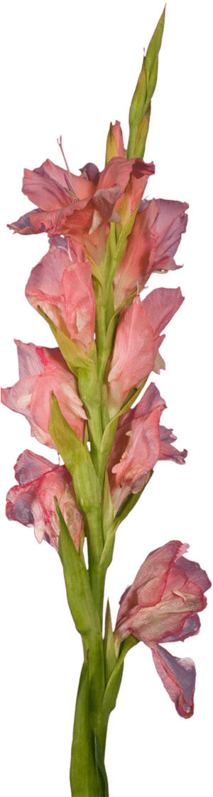 Transparent Gladiolus Png - Gladiolus, Png Download PNG with transparent background