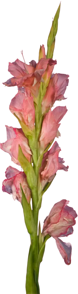 Pink Gladiolus Flower Stem PNG Image