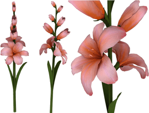 Gladiolus Png Hd - Portable Network Graphics, Transparent Png PNG with transparent background