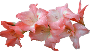 Flowers & Leafs Png - Clip Art, Transparent Png PNG with transparent background