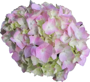 Pink Green Hydrangea Bloom PNG Image