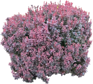 Pink Green Leaved Bush Isolated PNG Image