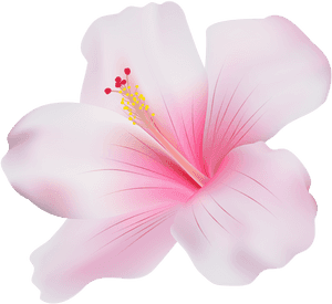 Pink Hibiscus Bloom Graphic PNG image with transparent background