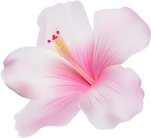 Pink Hibiscus Bloom Graphic PNG Image