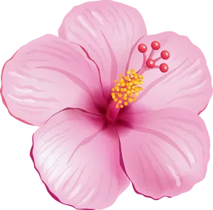 Pink_ Hibiscus_ Bloom_ Illustration PNG Image