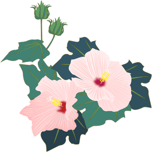 Pink Hibiscus Vector Illustration PNG image with transparent background