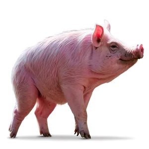 Pink Hog Png Mmf PNG Image