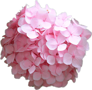 #hortensia #hydrangea #rosa #pink #flower - Hydrangea Serrata, HD Png Download PNG image with transparent background