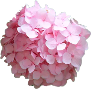 Pink Hydrangea Bloom Transparent Background PNG Image