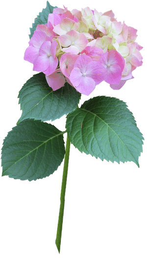 Hydrangea Pink Stem Free Picture - Hydrangea Serrata, HD Png Download PNG image with transparent background