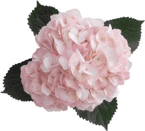 Hydrangea Transparent Pink Banner Transparent Stock - Hydrangeas Colombia, HD Png Download PNG image with transparent background