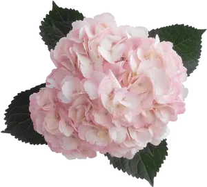 Pink Hydrangea Bloom Transparent Background PNG Image