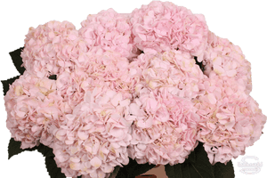 Hydrangea Serrata, HD Png Download PNG image with transparent background