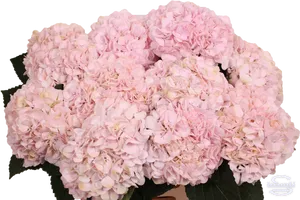 Pink Hydrangea Blooms Floral Display PNG Image