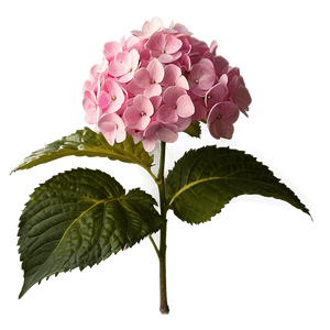 Pink Hydrangea PNG mva PNG image with transparent background