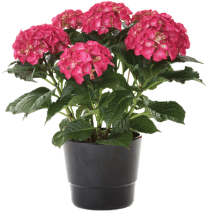 Pink Hydrangea In Pot, HD Png Download PNG image with transparent background